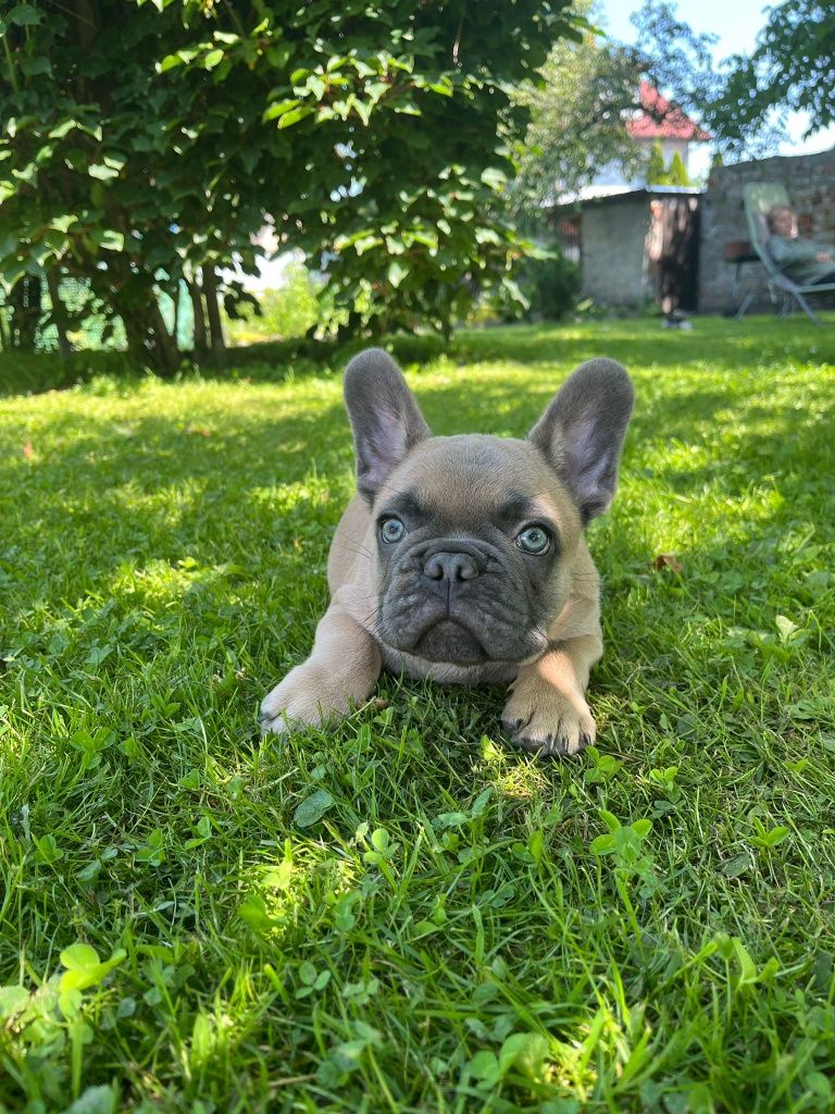 Buldog francuski blue sable