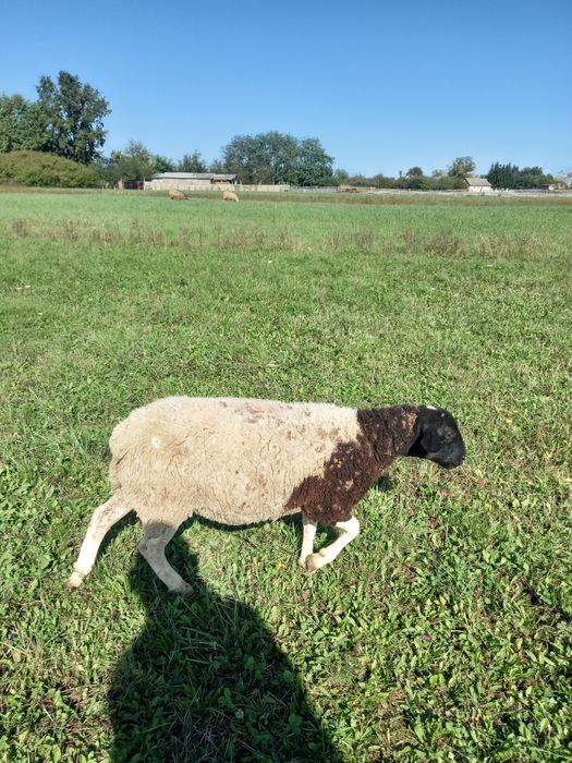 Продаю ярочок кросс-дорпер (Dorper)75%