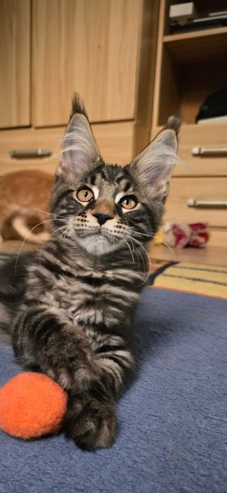 Maine Coon przepiękny klasyk