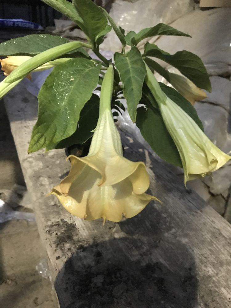 Iochroma filetowa  lub biala
