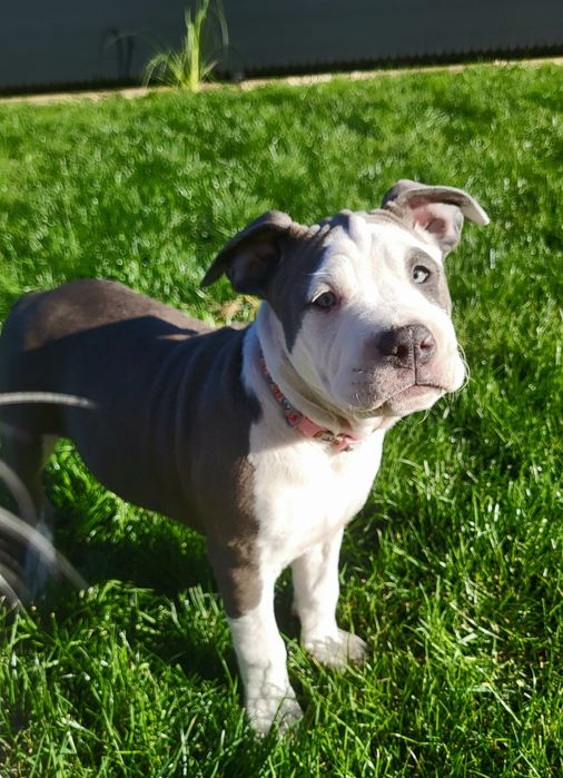 American Staffordshire Terrier blue suczka FCI