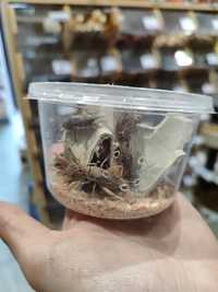 Świerszcze karmówka dla gadów jaszczurek