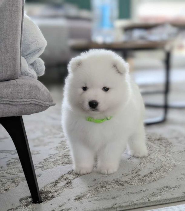 samoyed, suczka, szczeniak, odbiór koniec listopada, Sesto Senso FCi