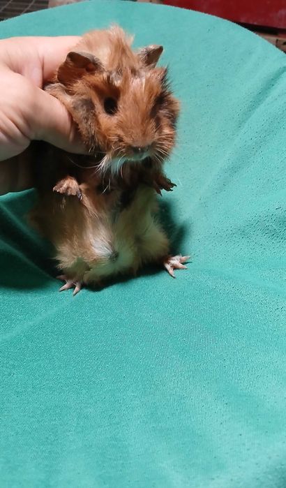 Морська свинка ,розетка.