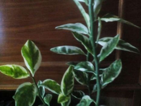 Очень красивое растение