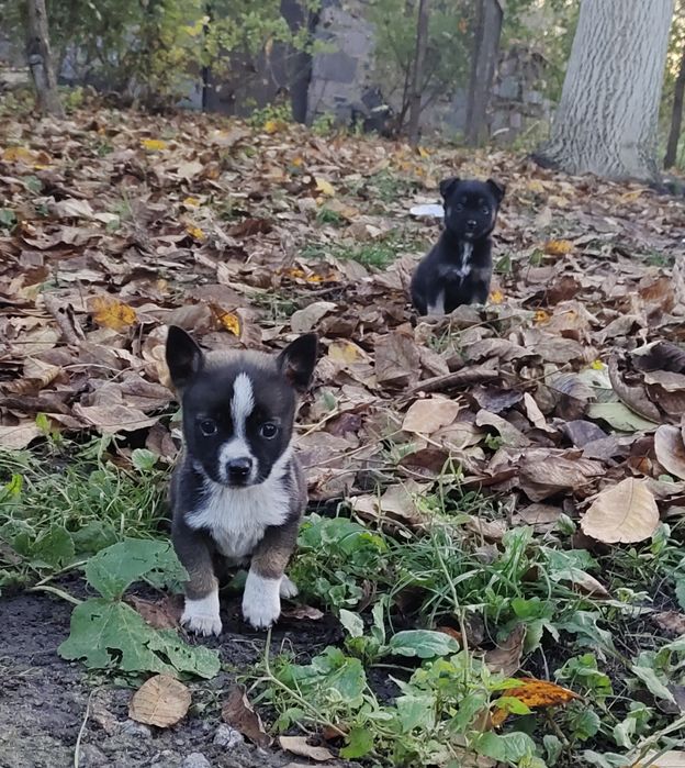 Терміново! Собачки собаченята песики в добрі руки Козятин Глухівці