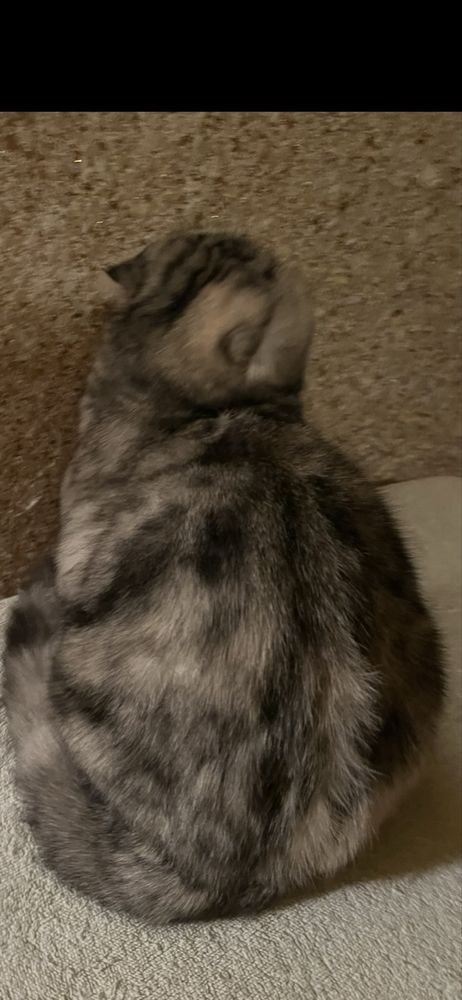 Kotka pregowanie tabby srebna