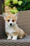 Uroczą suczkę Welsh Corgi Pembroke szukają domu
