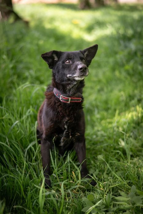 ,,zwykły czarny i brzydki pies"-tak o nim mówią. Zobaczysz coś więcej?
