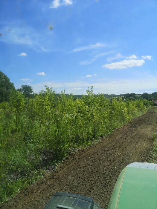 Mulczowanie powierzcniowe wgłebnee