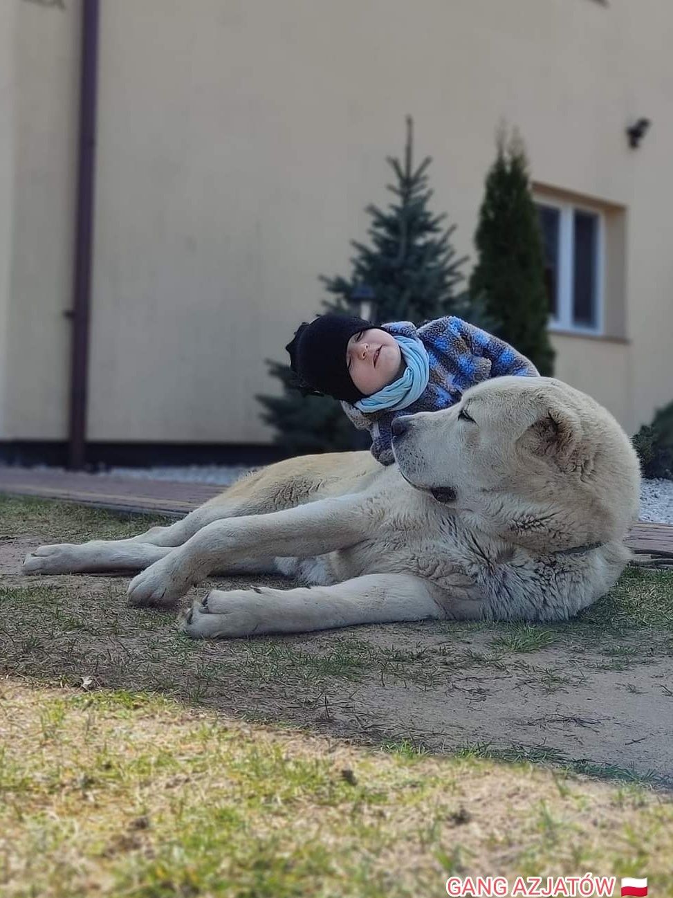 Owczarek Środkowoazjatycki CAO Alabai