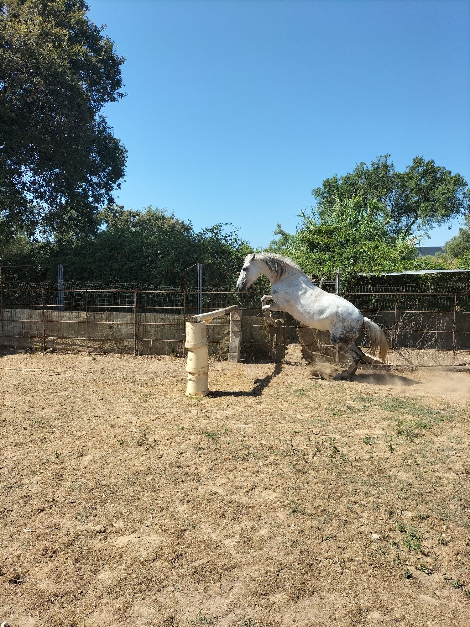 Égua para desporto!