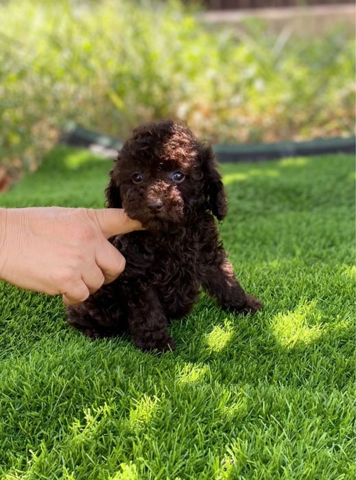Той пудель хлопчик шоколадка