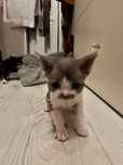Zabawny bialo-nirbieski Devon Rex