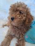 **LENNY**pudel toy/miniatura red gotowy do zmiany opiekuna