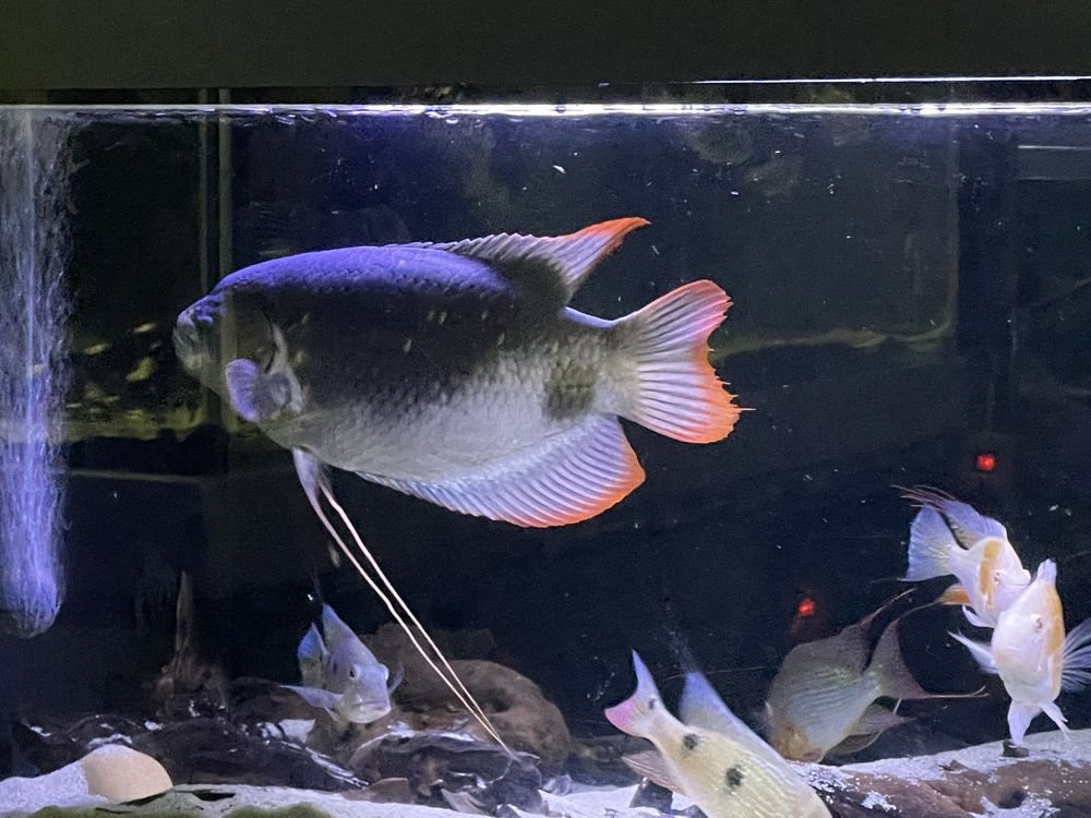 Gourami Red Tail Gigante ~40cm+