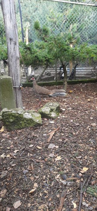 Kury bażanta srebrzystego