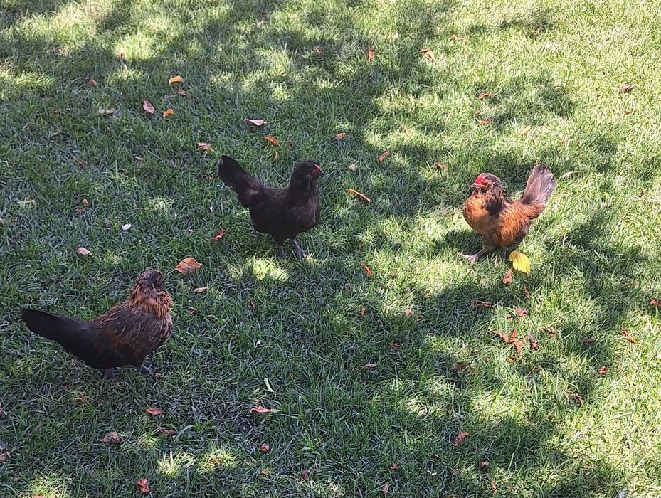 Mini galinhas  de estimação