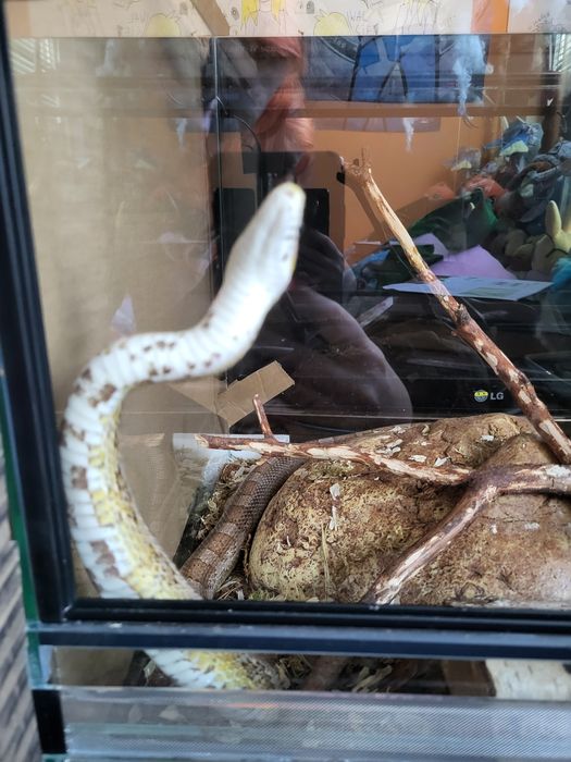 Wąż zbożowy ANERY