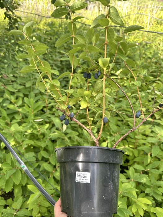 Жимолость саджанці 3 річні