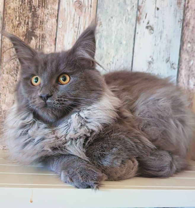 Piękny duży kocurek OREO Maine coon Niebieski że srebrem