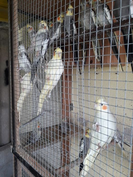 Vendo caturras de várias cor