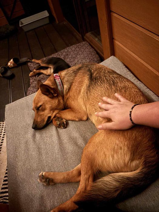 Adelina - wyjątkowy pies dla wyjątkowego człowieka