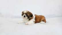 Shih tzu śliczny piesek tricolor rodowód