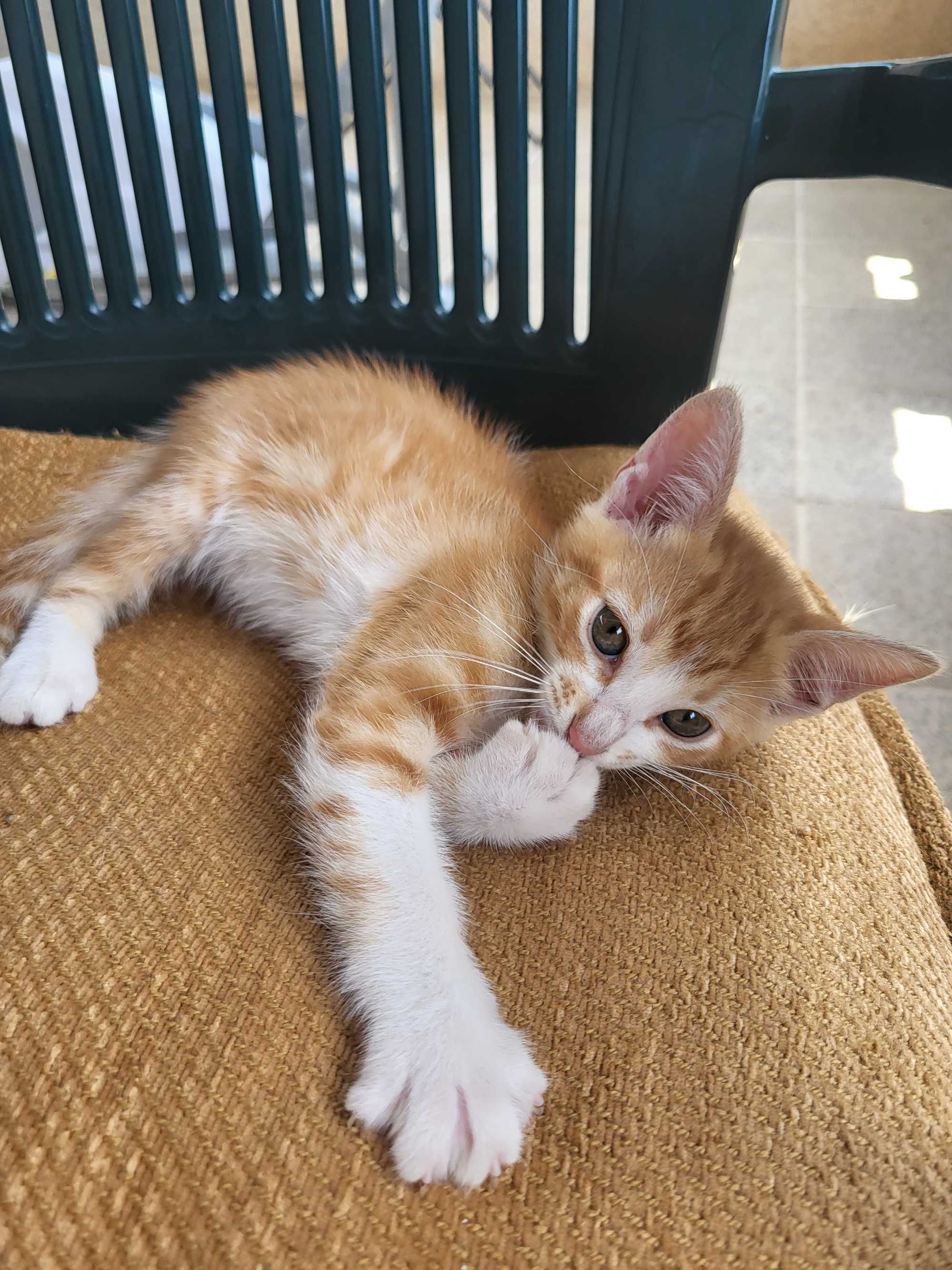Gatinhos para adoção responsável