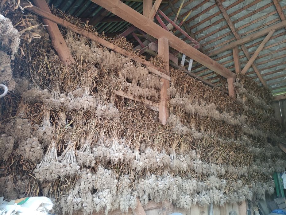 Czosnek zimowy Lubasza 35-45mm, Harnaś 35-45mm