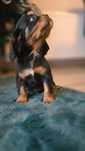 Cavalier King Charles Spaniel rezerwacja