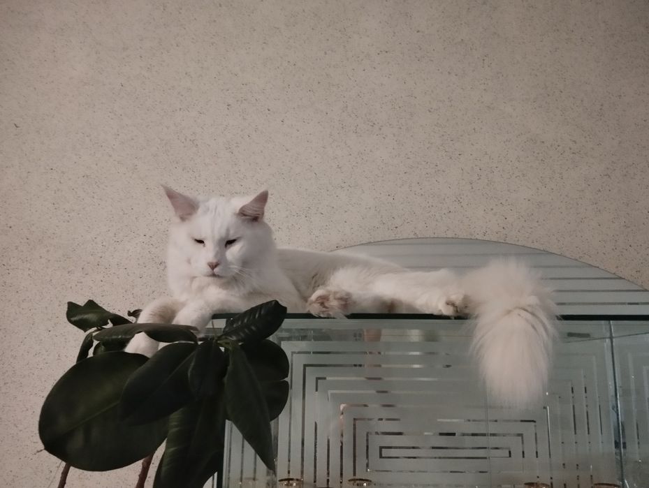 Кот Мейн-Кун для случки белый