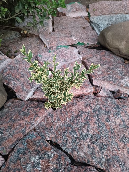 Камінь(граніт) рокарій клумба