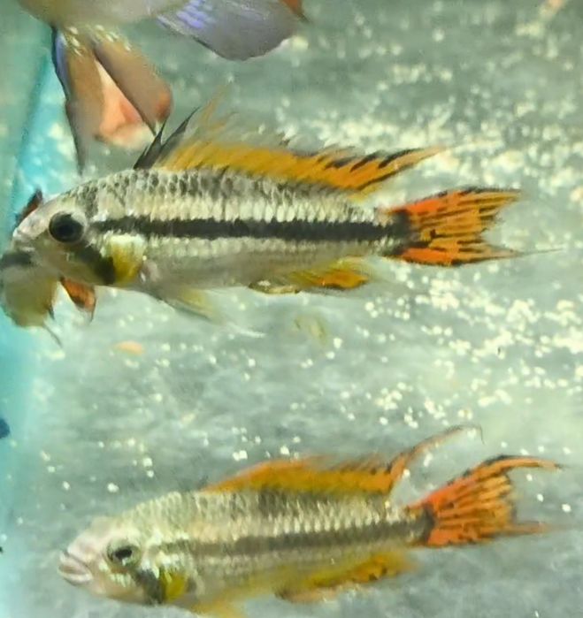 Аквариумные рыбки /Севилья