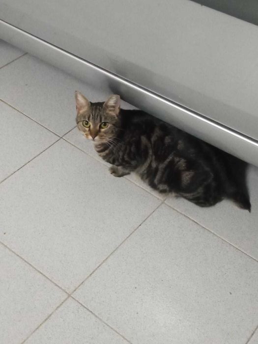 Gata adulta para adoção consciente