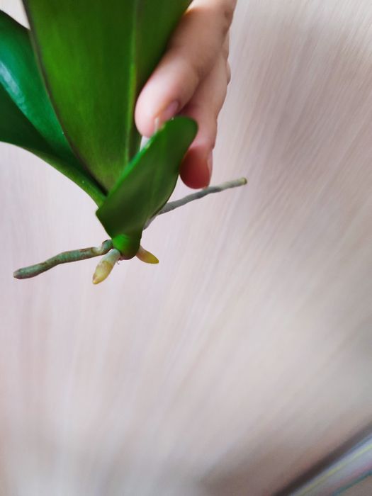 Орхідея дітка восковика