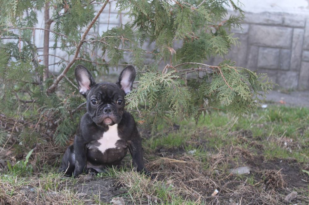 Французики генні карапузики