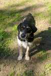 Morisek w typie rasy szuka domu