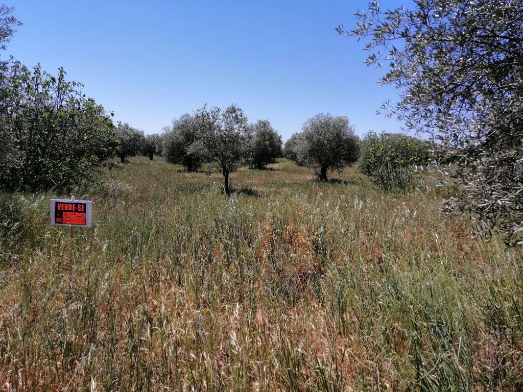 Hectar, zona de monsaraz, barrada.