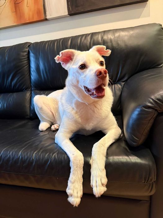 Snow para adoção responsável