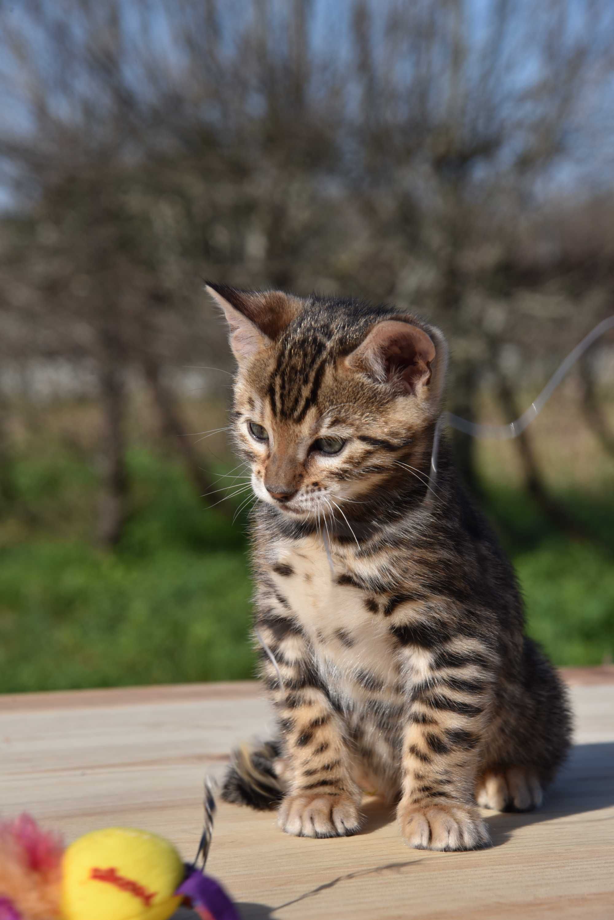 Gatinho Bengal d’Arques