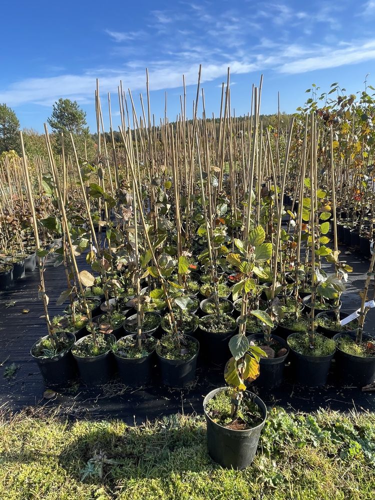 Buk pospolity ’ Pendula ’ Fagus sylvatica