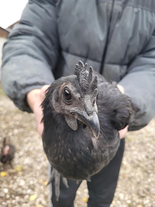 Kogut ayam cemani