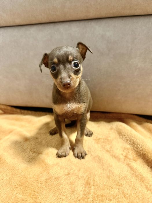 Mini Pincher Femea chocolate 2 meses