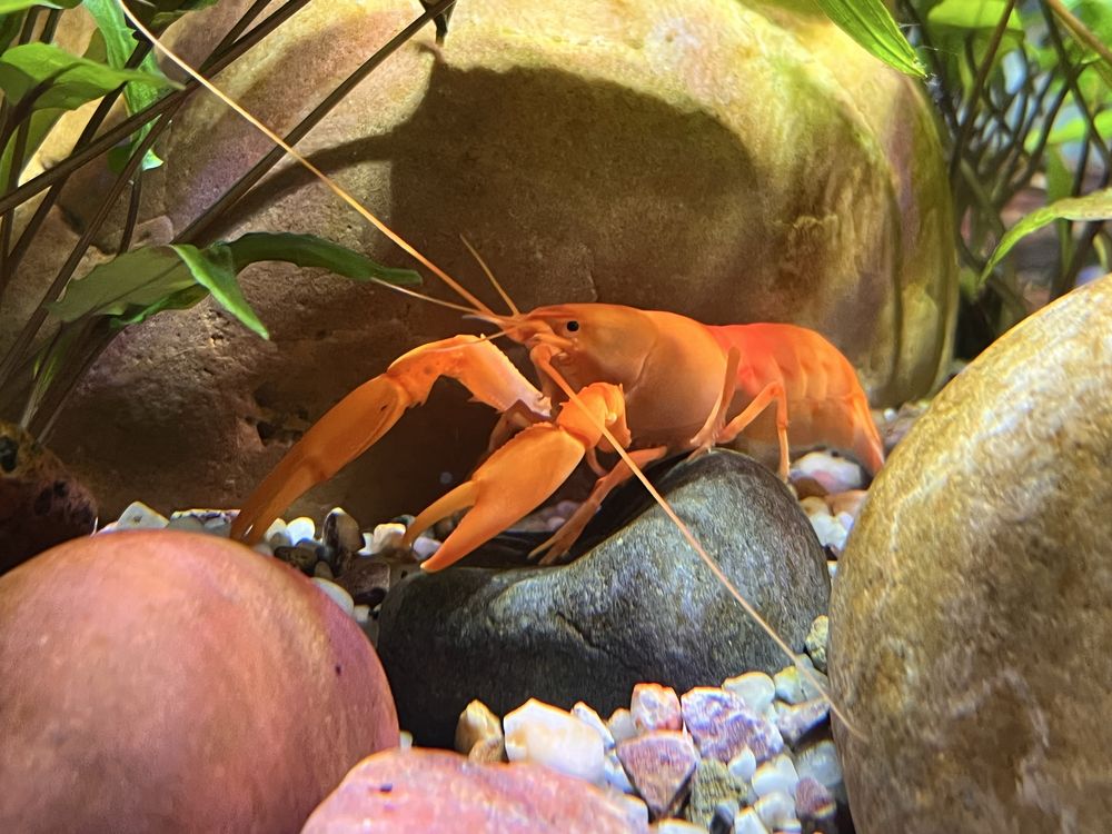 Cherax snowden Irianto red rak akwariowy