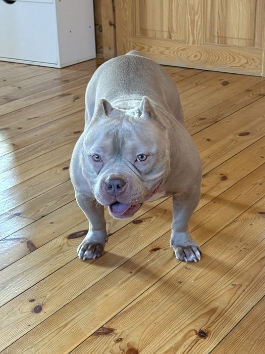 Okazja! American Bully Pocket Pocket Sprzedam