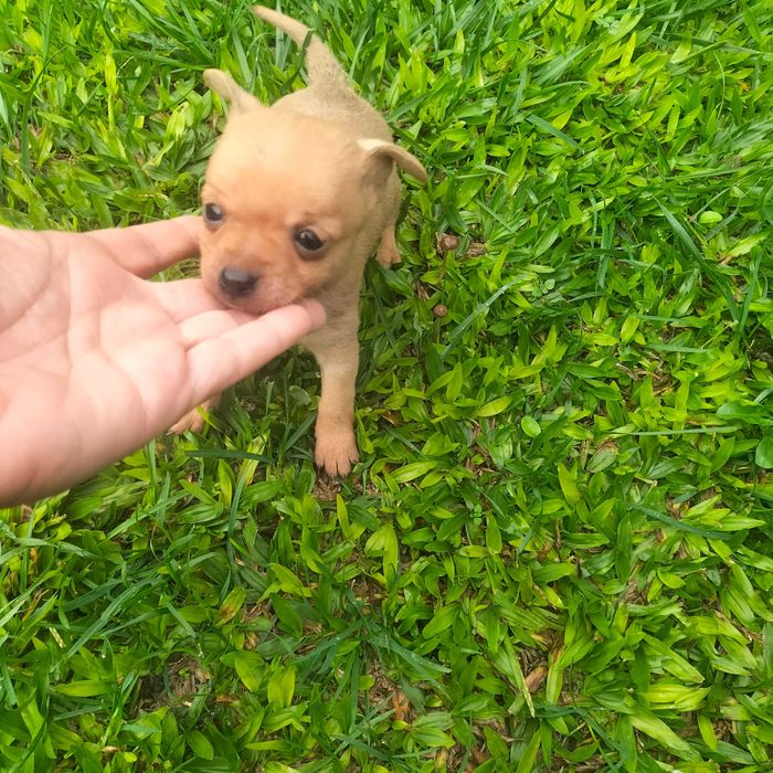 Pisncher super mini macho