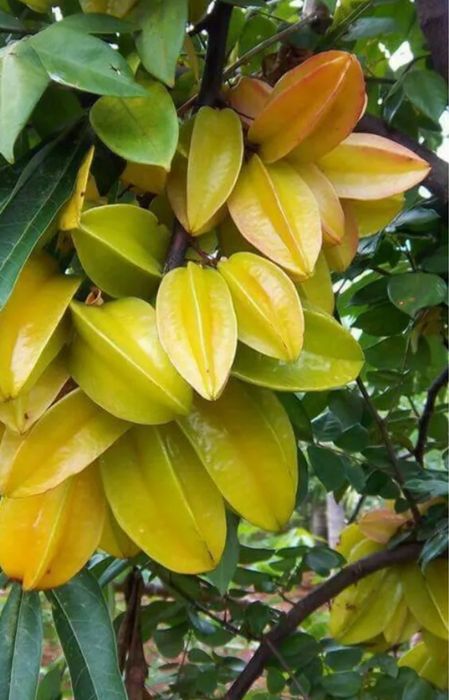 Árvores Carambola Enxertadas