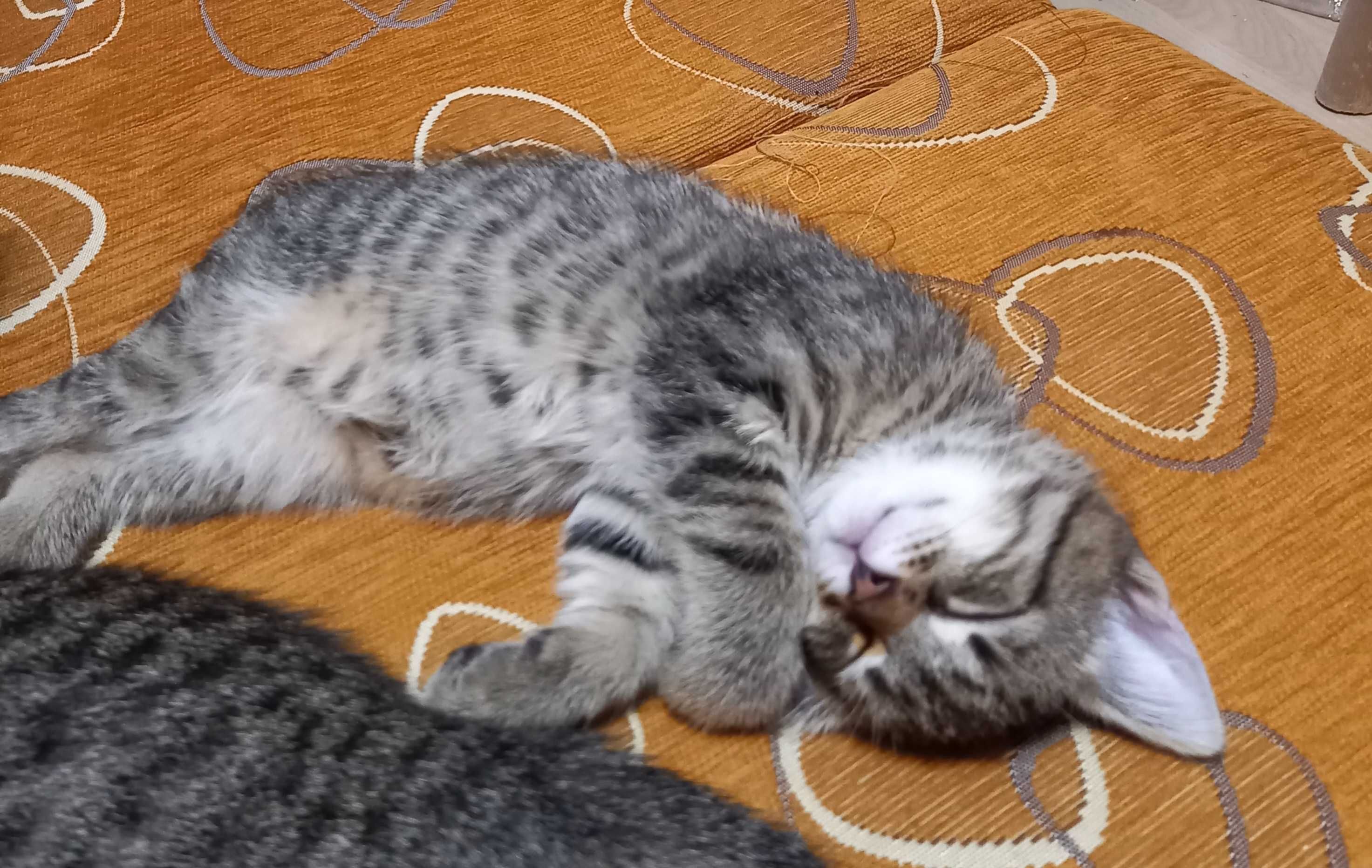 2,5 mies. samczyk do adopcji