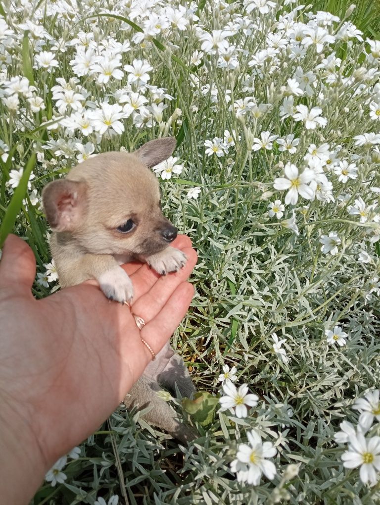 Чихуахуа з родоводом